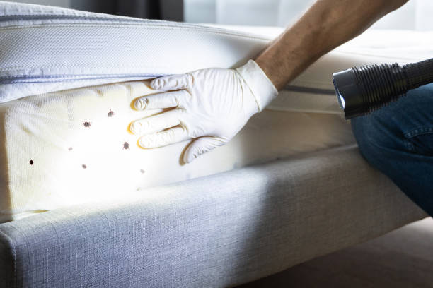 Best Local Pest Control Services  in Crystal Springs, MS